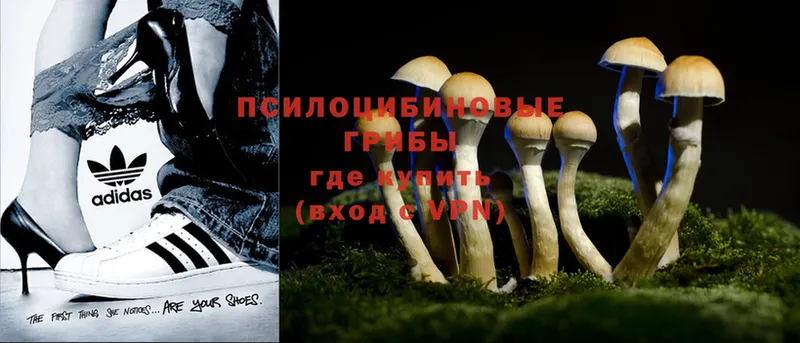 Галлюциногенные грибы MAGIC MUSHROOMS  Кувшиново 